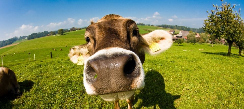 Farmhack 2019: 2. Platz fürs Kuhmonitoring!!