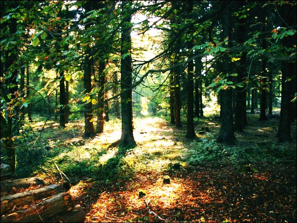 Sichtbarmachung von Bodenfeuchtigkeit im Teutoburger&nbsp;Wald